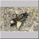 Alysson spinosus - Grabwespe w07c 7mm mit Zikade.jpg